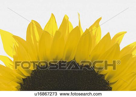Stock Image - Close-up of Sunflower. Fotosearch