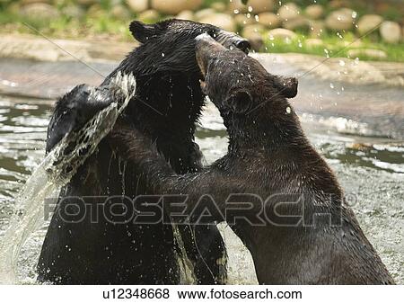 animal attitudes, animal kingdom, animal View Large Photo Image Stock Photo - animal attitudes, animal kingdom, animal. Fotosearch