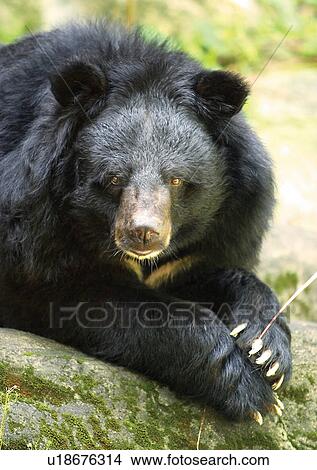 animal attitudes, animal View Large Photo Image Picture - animal attitudes, animal. Fotosearch