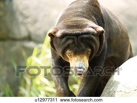 Stock Image - animal attitudes, animal. Fotosearch