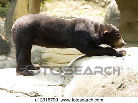 Stock Image - animal attitudes, animal. Fotosearch