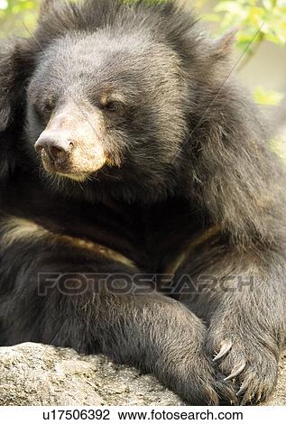 Stock Image - animal attitudes, animal. Fotosearch