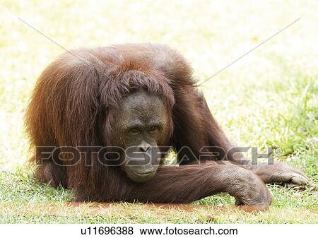 ape, attitude, anthropoid View Large Photo Image Stock Photo - ape, attitude, anthropoid. Fotosearch