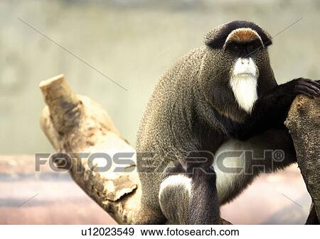 Stock Photo - attitude, australopithecus, ape. Fotosearch