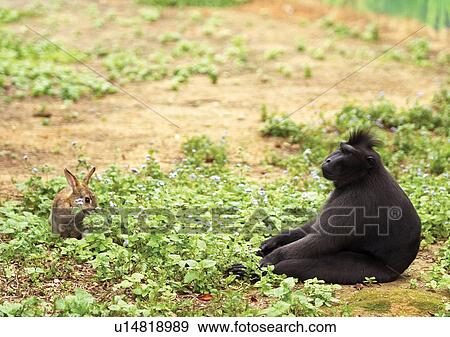 Stock Photo - attitude, black, ape. Fotosearch