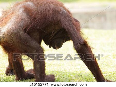 attitude, brown, ape View Large Photo Image Stock Image - attitude, brown, ape. Fotosearch
