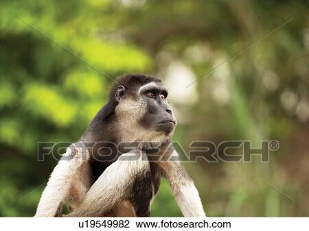 attitude, buffalo, ape View Large Photo Image Stock Image - attitude, buffalo, ape. Fotosearch