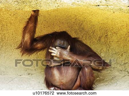 Stock Image - attitude, confined, ape. Fotosearch