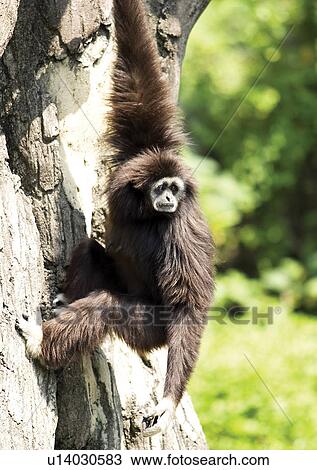 attitude, confined, ape View Large Photo Image Stock Image - attitude, confined, ape. Fotosearch