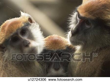 Stock Photograph - attitude, confined, ape. Fotosearch