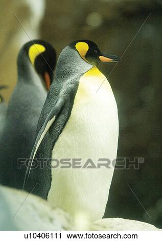 Stock Image - aves, attitude. Fotosearch