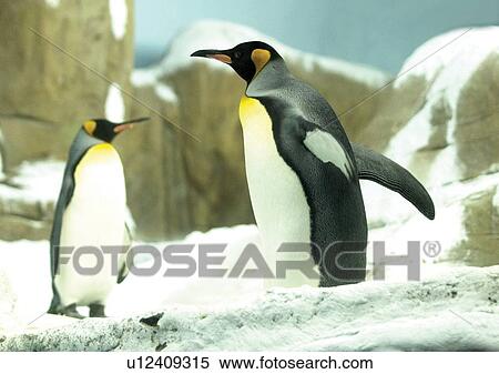 Stock Photography - aves, attitude. Fotosearch