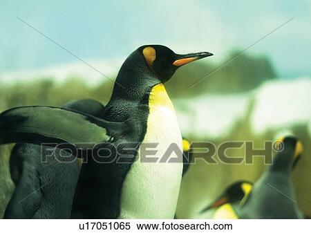 aves, attitude View Large Photo Image Stock Photography - aves, attitude. Fotosearch