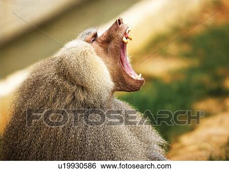 baboon, confined, attitude View Large Photo Image Stock Photograph - baboon, confined, attitude. Fotosearch