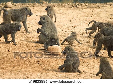 Stock Photography - baboon, monkey, simian. Fotosearch