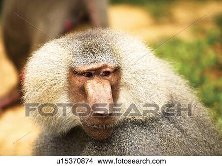 Picture - baboon, simian, monkey. Fotosearch
