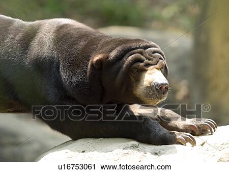 Stock Image - bear, attitude. Fotosearch