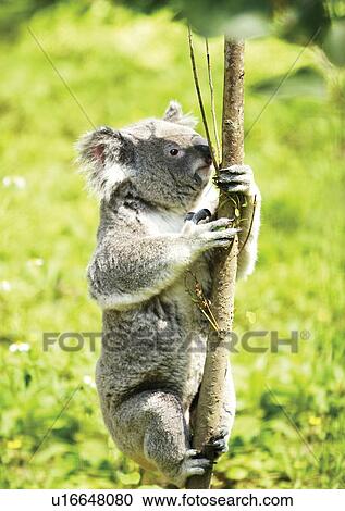 Stock Image - bear, branch, attitude. Fotosearch