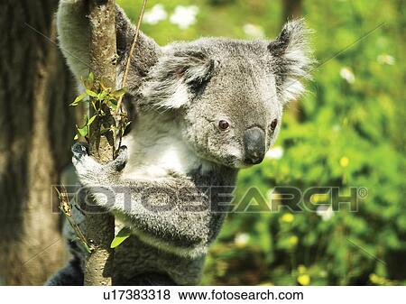 bear, branch, attitude View Large Photo Image Stock Photo - bear, branch, attitude. Fotosearch