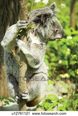 Stock Image - bear, captive, attitude. Fotosearch