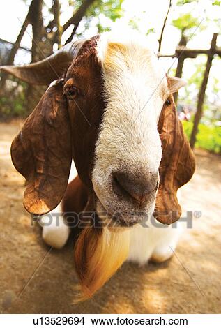 Picture - billy, confined, attitude. Fotosearch
