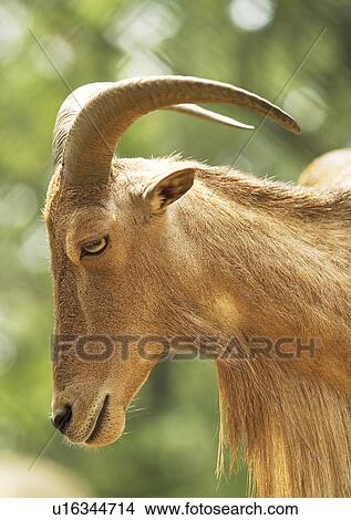 Picture - billy, confined, attitude. Fotosearch