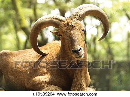 Picture - billy, confined, attitude. Fotosearch