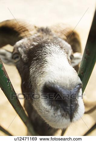 Stock Photo - billy, confined, attitude. Fotosearch