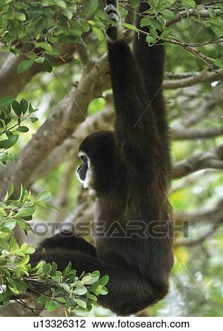 Stock Image - black, branch, attitude. Fotosearch