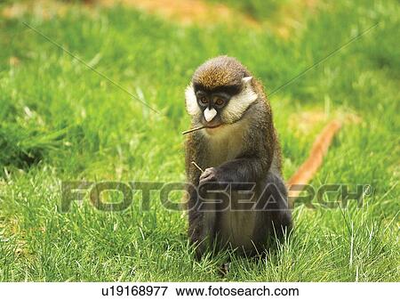 Stock Photo - bright, confined, attitude. Fotosearch