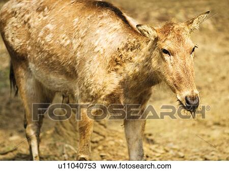 Stock Image - brown, buck, attitude. Fotosearch