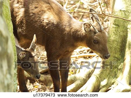 brown, buck, attitude View Large Photo Image Stock Image - brown, buck, attitude. Fotosearch