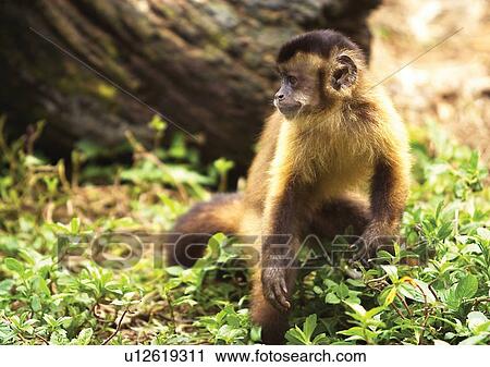 Stock Image - brown, confined, attitude. Fotosearch