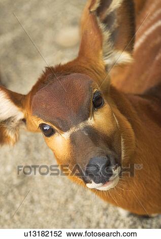 buck, confined, attitude View Large Photo Image Stock Image - buck, confined, attitude. Fotosearch