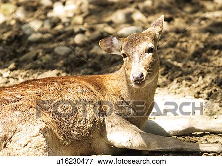 Stock Photo - buck, confined, attitude. Fotosearch