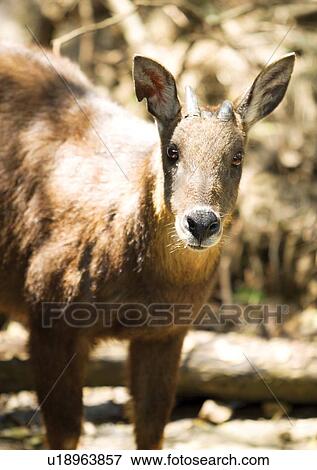 Stock Photo - buck, confined, attitude. Fotosearch