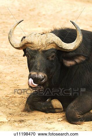 Stock Image - buffalo, confined, attitude. Fotosearch