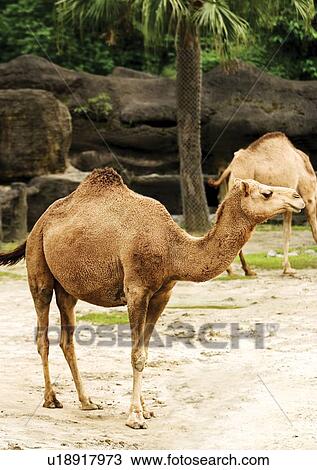 Stock Image - camel, captive, attitude. Fotosearch