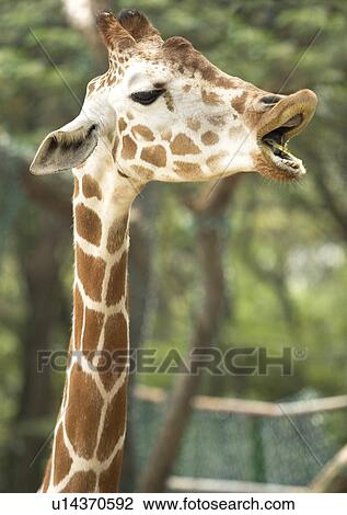 Stock Image - camelopard, confined, attitude. Fotosearch