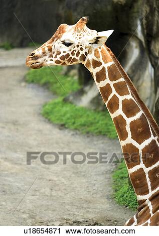 Stock Image - camelopard, confined, attitude. Fotosearch