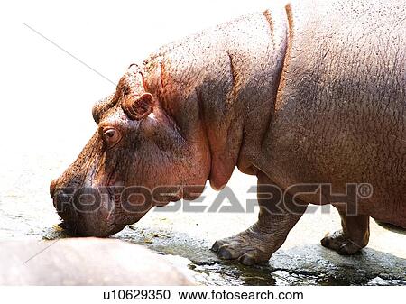 Stock Image - captive, captivity, attitude. Fotosearch