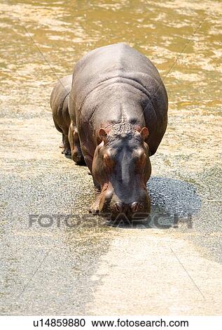 captive, captivity, attitude View Large Photo Image Stock Image - captive, captivity, attitude. Fotosearch