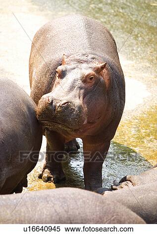 Stock Photography - captive, captivity, attitude. Fotosearch