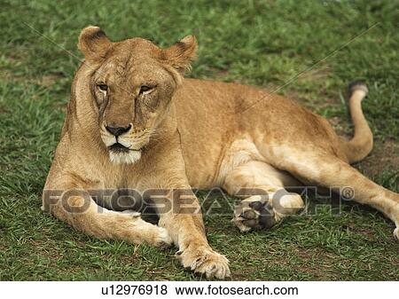 Stock Photo - carnivorous, confined, attitude. Fotosearch