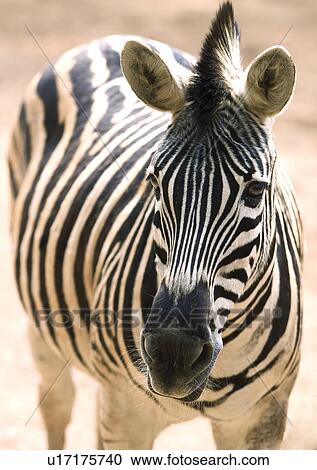 Stock Image - close, close-up, attitude. Fotosearch