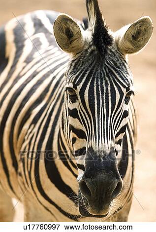 close, close-up, attitude View Large Photo Image Stock Photo - close, close-up, attitude. Fotosearch
