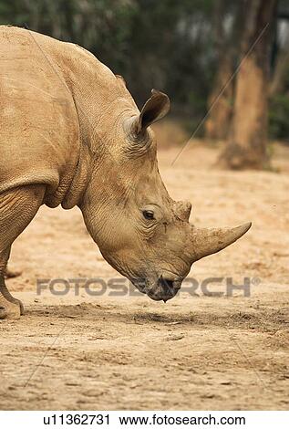Stock Image - confined, confinement, attitude. Fotosearch