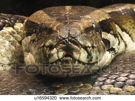 Stock Image - confined, confinement, attitude. Fotosearch