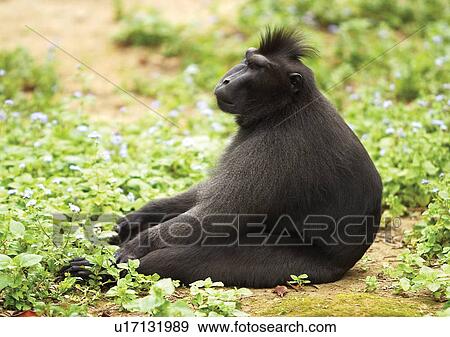 Stock Photo - confined, confinement, attitude. Fotosearch