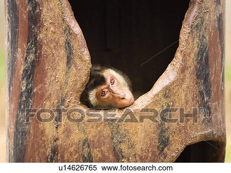 Stock Photography - confined, confinement, attitude. Fotosearch